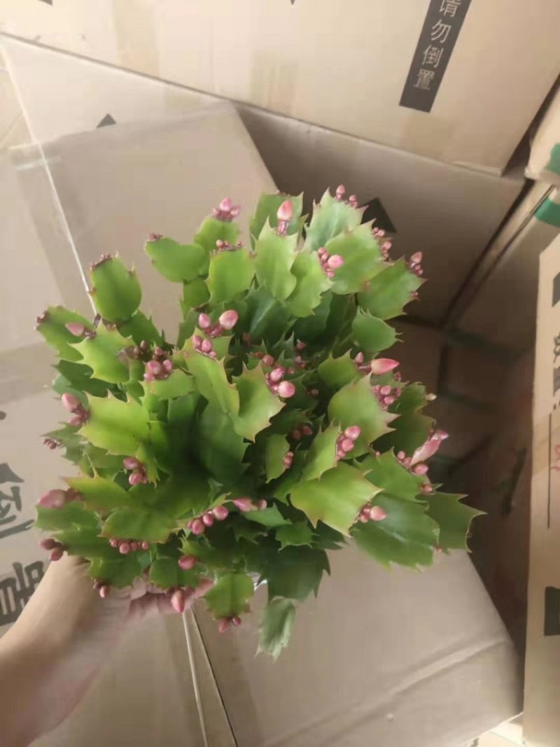 国旗红蟹爪兰