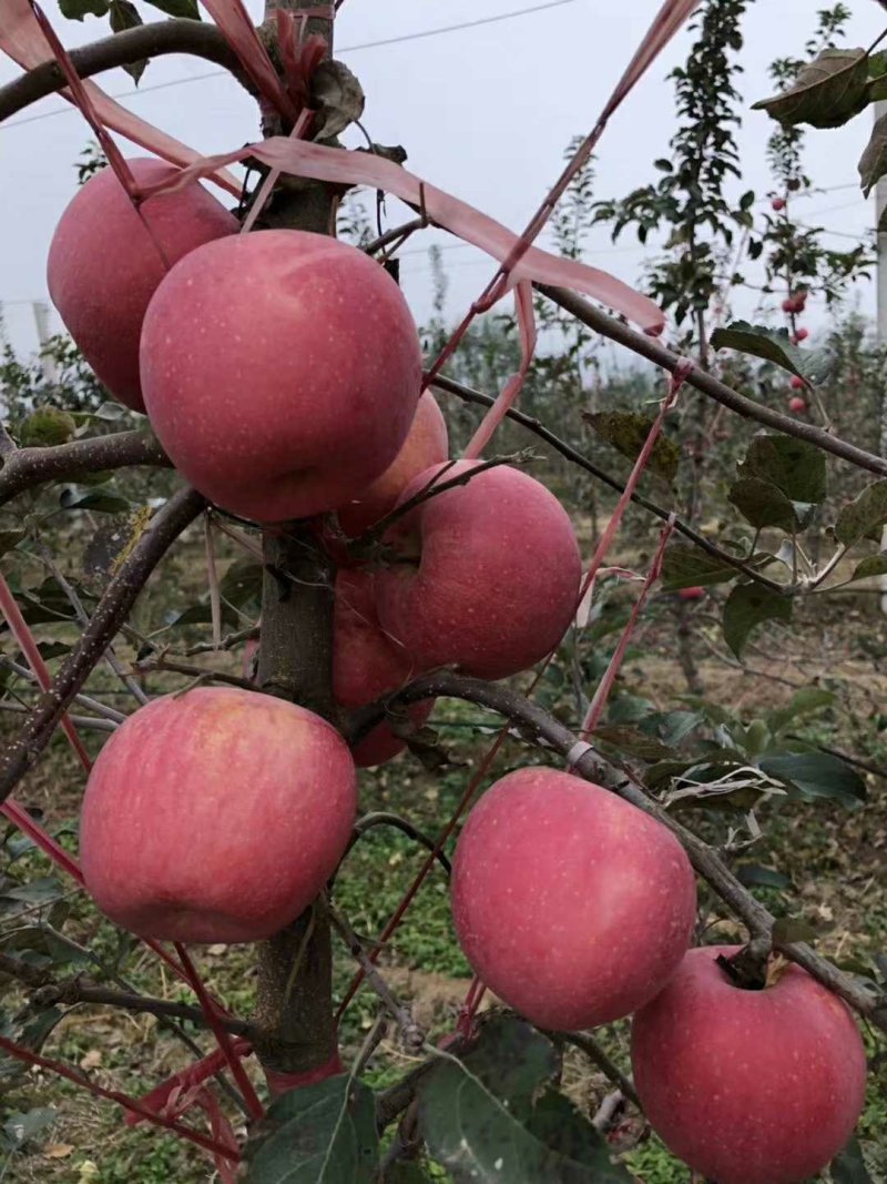 产自黄土高原的优质有机套袋红富士苹果，***绿色食品