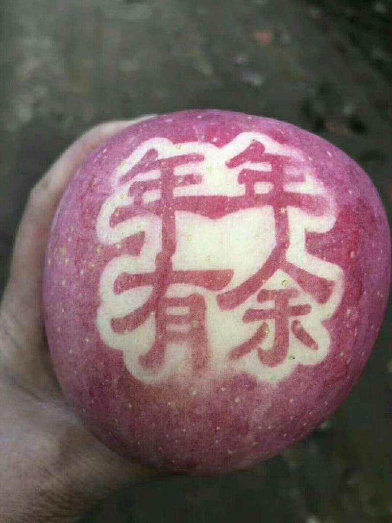 黄土高原的优质红富士苹果
