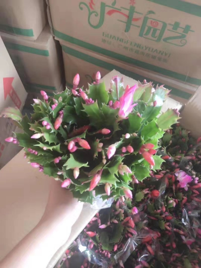 国旗红蟹爪兰