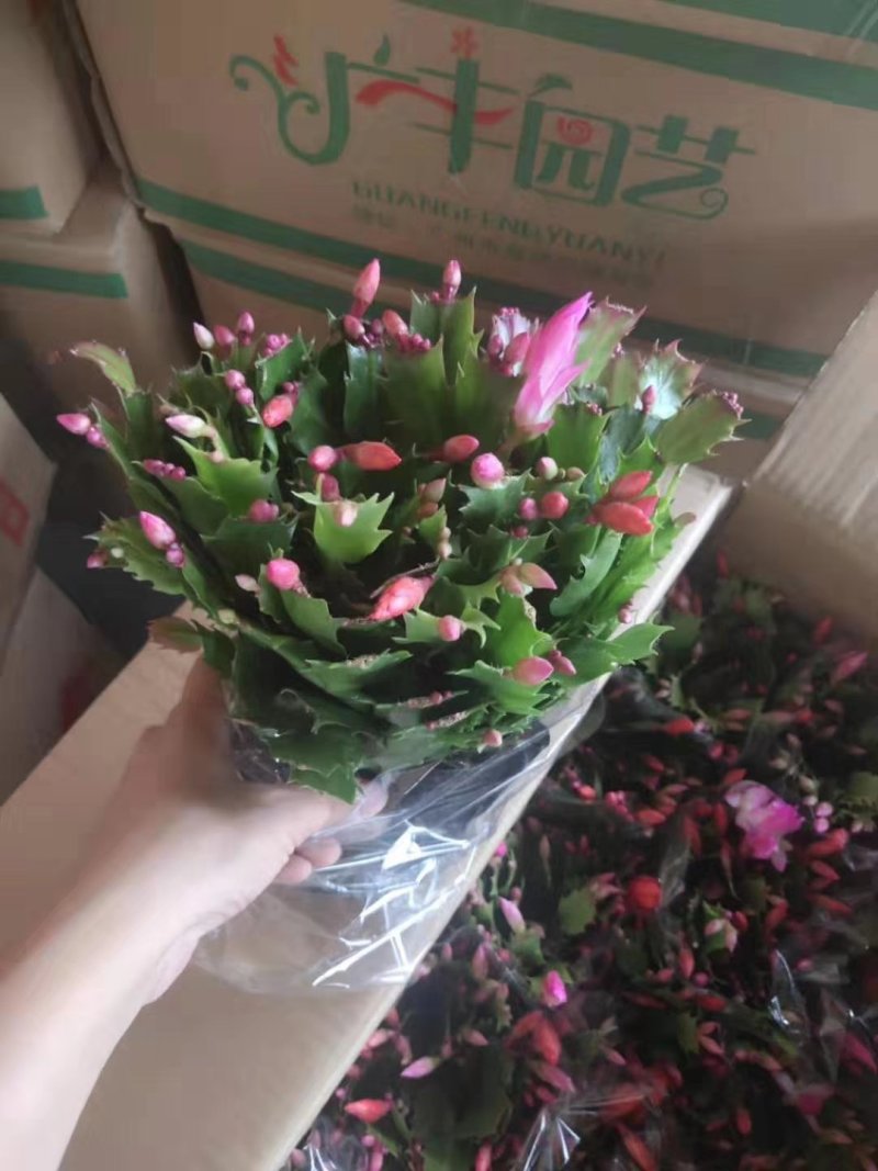国旗红蟹爪兰