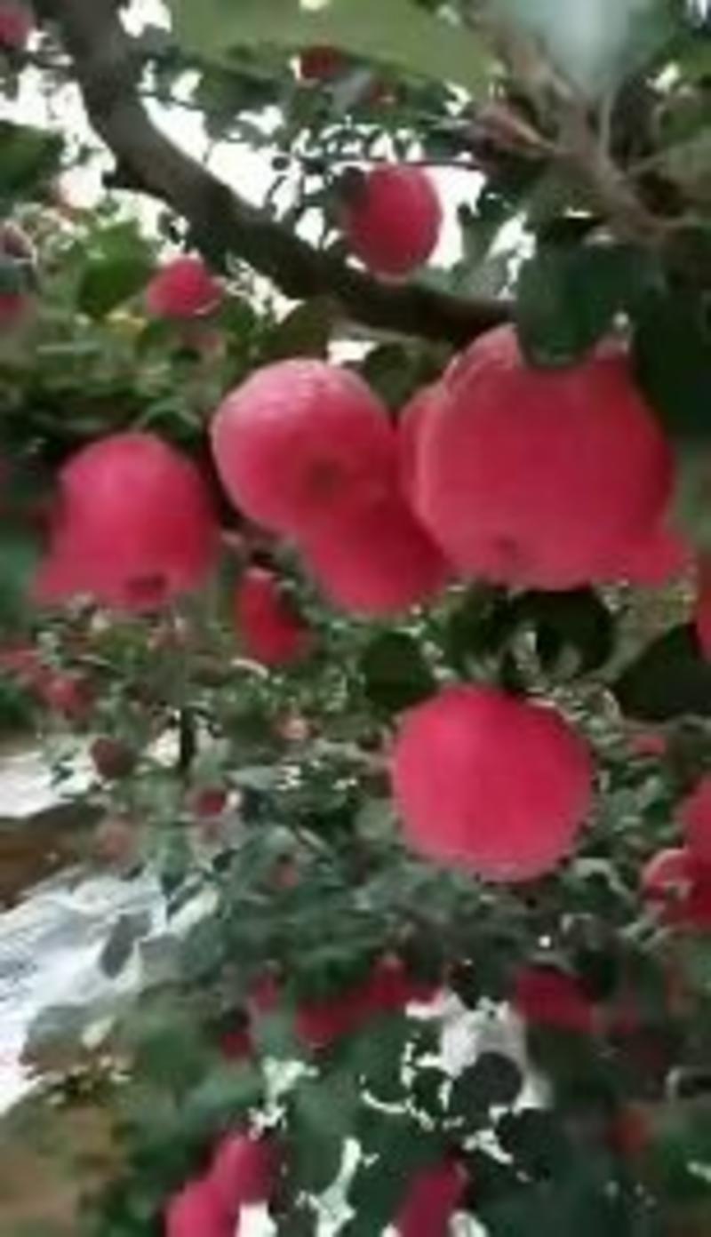 黄土高原的优质红富士苹果