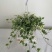 热手盆栽_常春藤盆栽长春藤长青藤常青藤除吸去甲醛植物盆栽