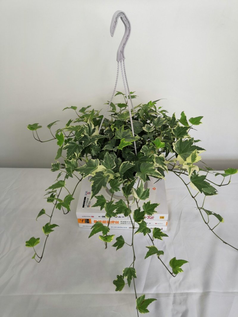 热手盆栽_常春藤盆栽长春藤长青藤常青藤除吸去甲醛植物盆栽