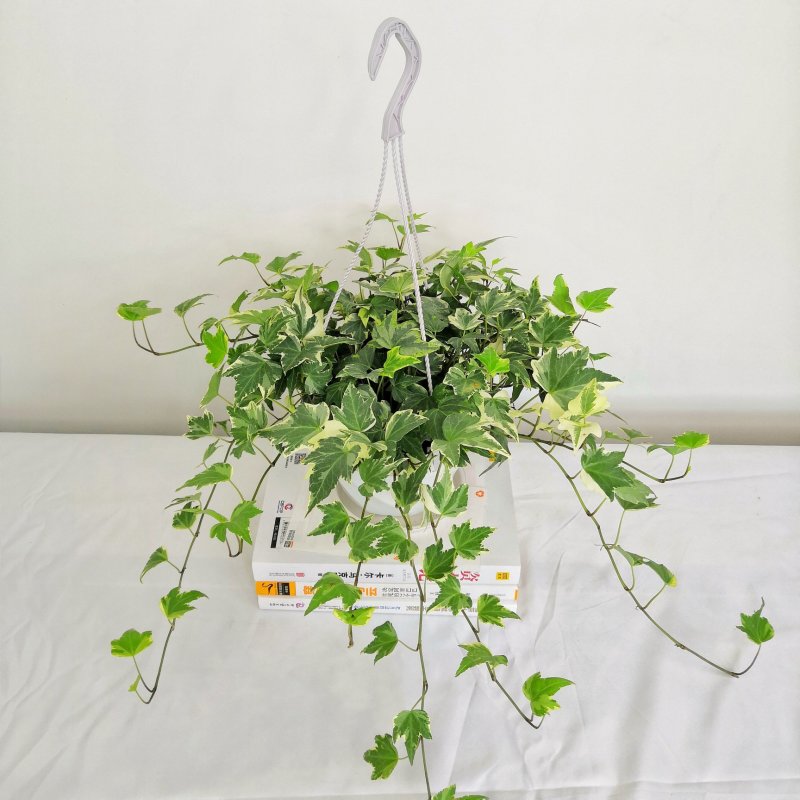 热手盆栽_常春藤盆栽长春藤长青藤常青藤除吸去甲醛植物盆栽
