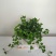热手盆栽_常春藤盆栽长春藤长青藤常青藤除吸去甲醛植物盆栽
