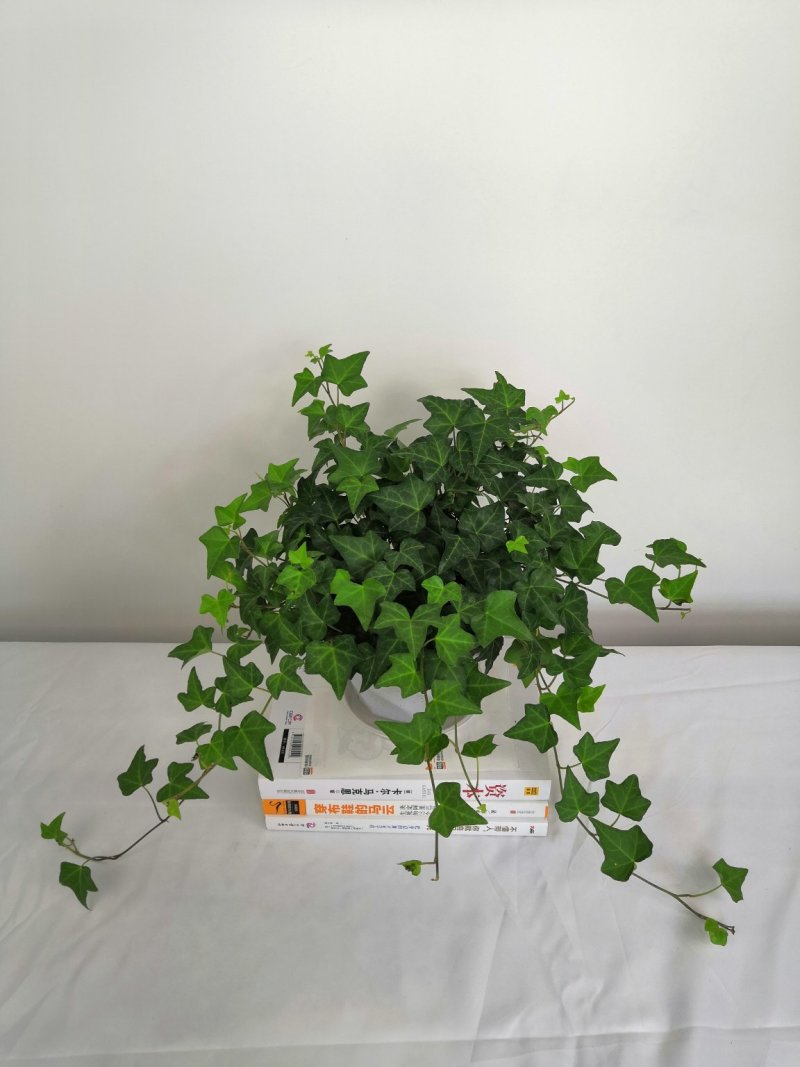 热手盆栽_常春藤盆栽长春藤长青藤常青藤除吸去甲醛植物盆栽