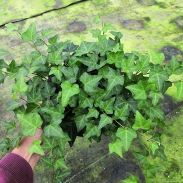 热手盆栽_常春藤盆栽长春藤长青藤常青藤除吸去甲醛植物盆栽