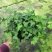热手盆栽_常春藤盆栽长春藤长青藤常青藤除吸去甲醛植物盆栽