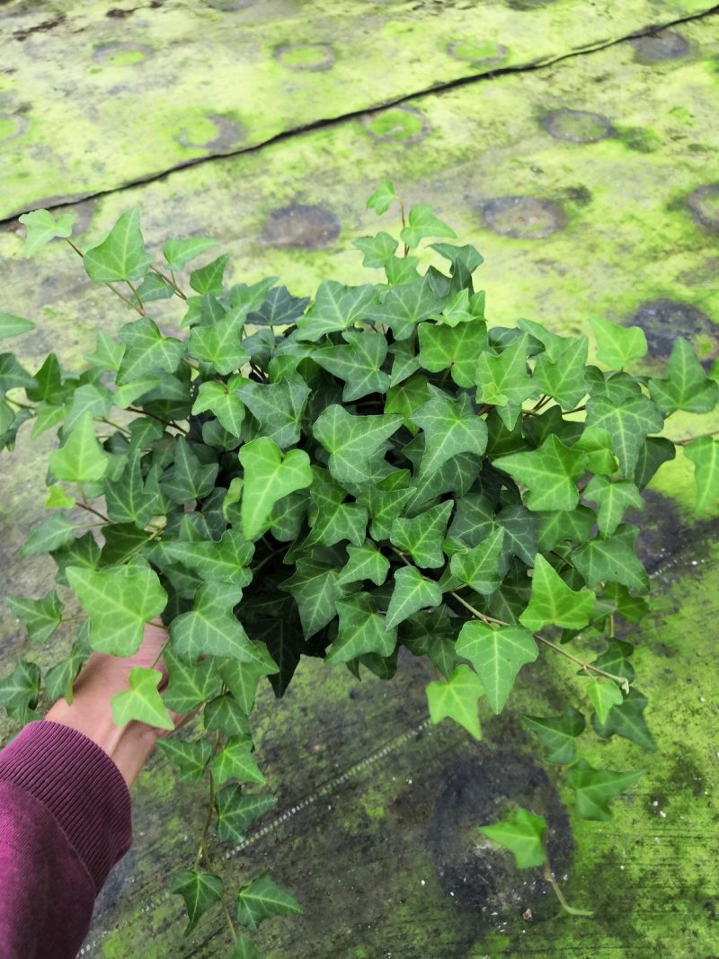 热手盆栽_常春藤盆栽长春藤长青藤常青藤除吸去甲醛植物盆栽