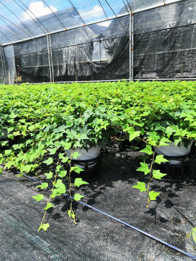 热手盆栽_常春藤盆栽长春藤长青藤常青藤除吸去甲醛植物盆栽