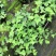热手盆栽_常春藤盆栽长春藤长青藤常青藤除吸去甲醛植物盆栽