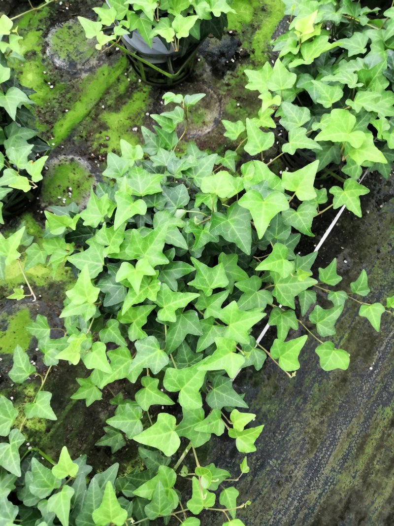 热手盆栽_常春藤盆栽长春藤长青藤常青藤除吸去甲醛植物盆栽