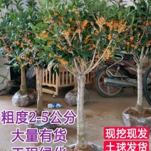 四季桂粗度2-10公分庭院别墅工程绿化满园飘香