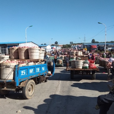 栖霞苹果代办，真正的栖霞苹果，产地批发，