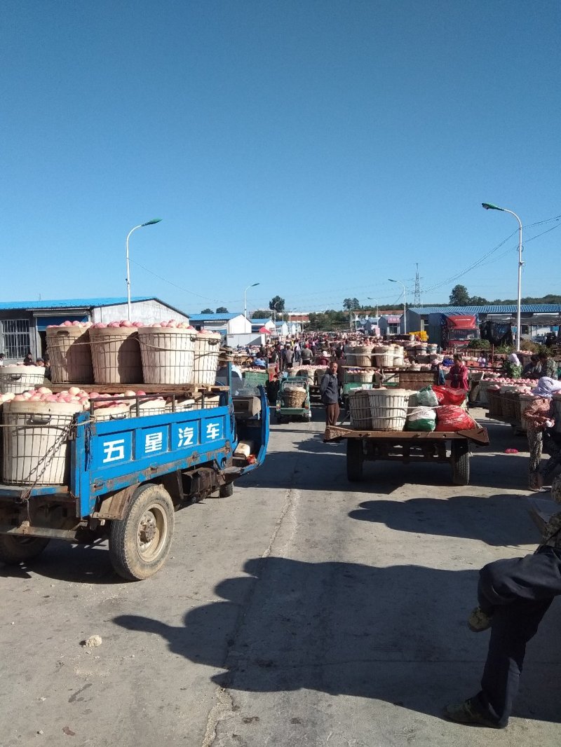 栖霞苹果代办，真正的栖霞苹果，产地批发，