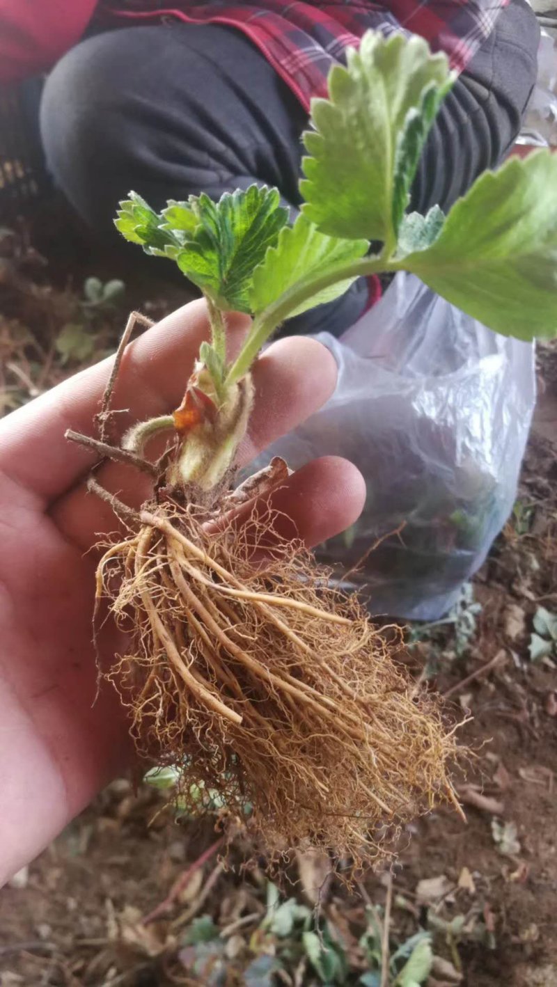 草莓苗品种齐全，高产果，易成活，均以脱毒，提供技术支持