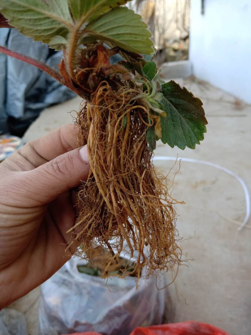 草莓苗品种齐全，高产果，易成活，均以脱毒，提供技术支持