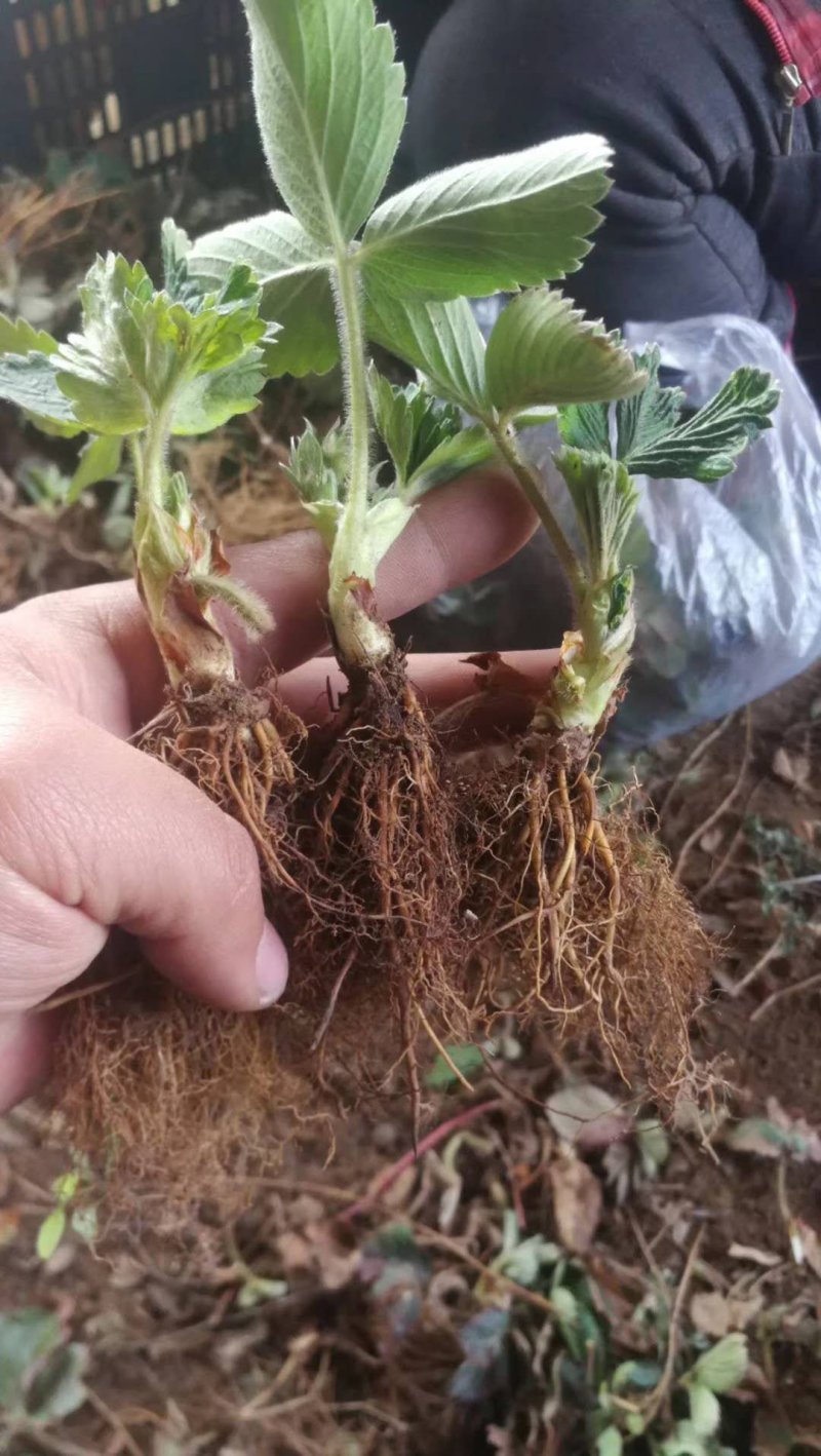 草莓苗品种齐全，高产果，易成活，均以脱毒，提供技术支持