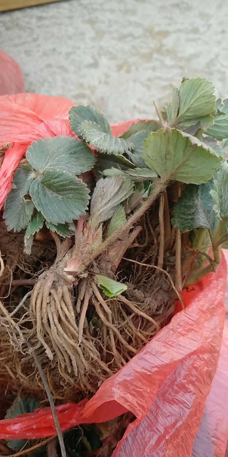 草莓苗品种齐全，高产果，易成活，均以脱毒，提供技术支持