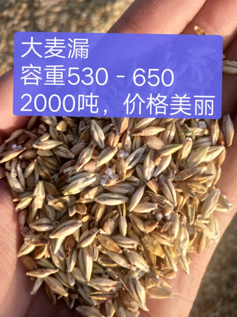 大麦