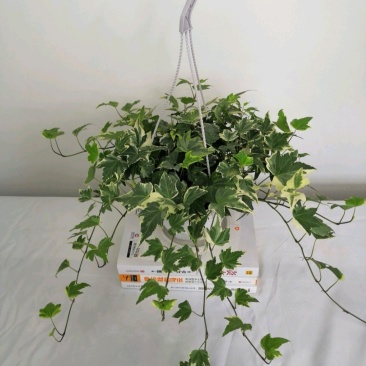 热手盆栽_银边常春藤长春藤常青藤长青藤除去甲醛植物绿植