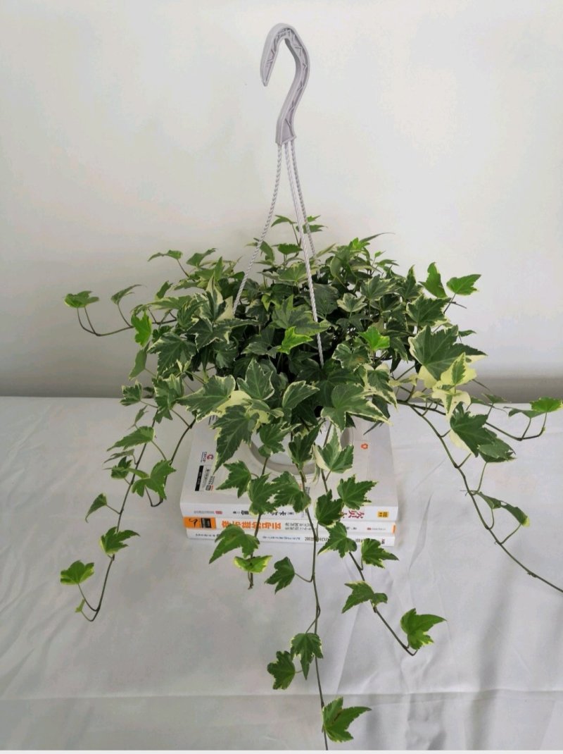 热手盆栽_银边常春藤长春藤常青藤长青藤除去甲醛植物绿植