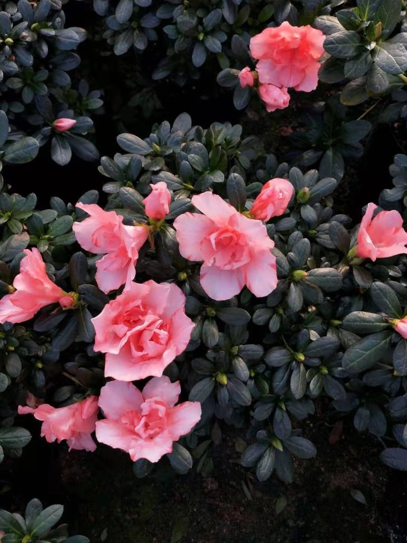 热手盆栽_樱桃红杜鹃花盆栽观花植物花卉绿植西洋杜鹃