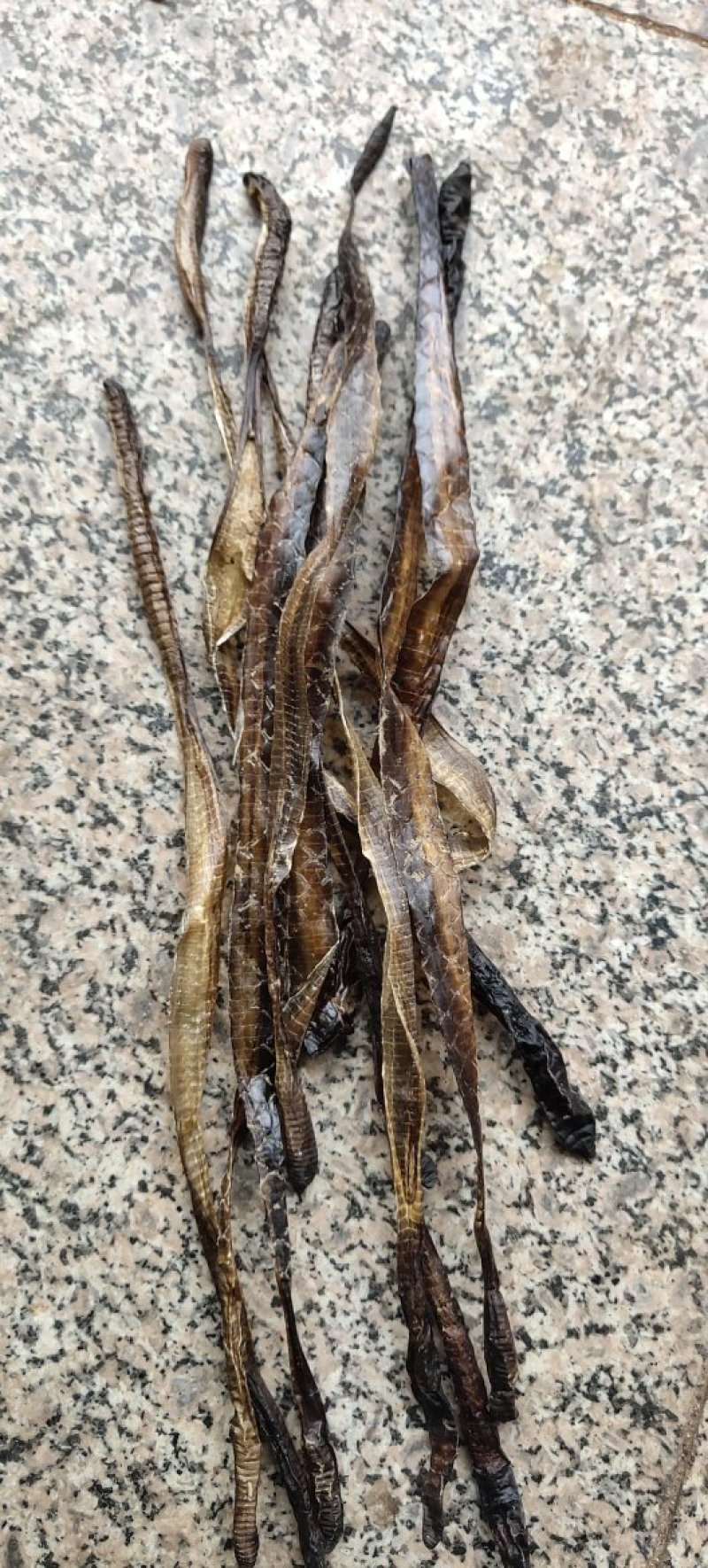 地龙广地龙中开段新货质量好水洗关书药业