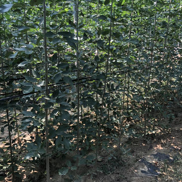 白蜡苗，速生白蜡1到5公分，20万棵当年苗
