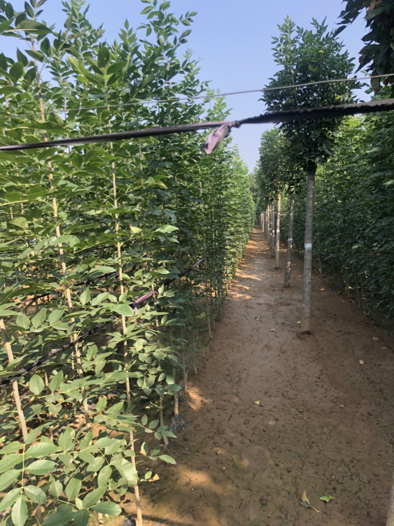 白蜡苗，速生白蜡1到5公分，20万棵当年苗