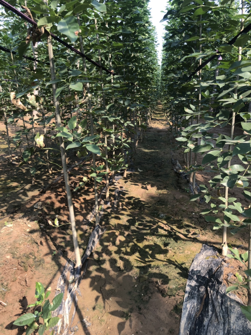 白蜡苗，速生白蜡1到5公分，20万棵当年苗