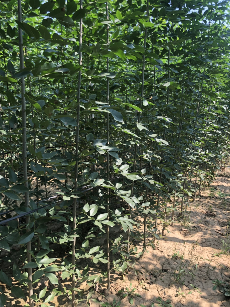 白蜡苗，速生白蜡1到5公分，20万棵当年苗