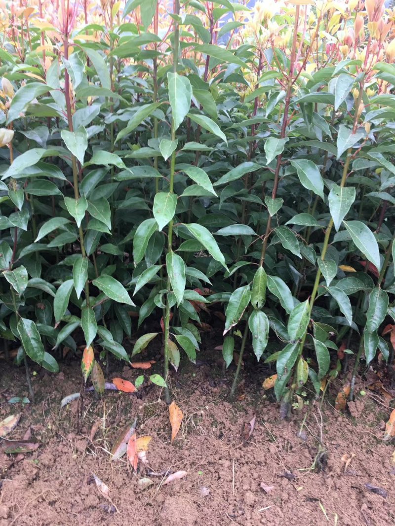 樟树苗10~20cm