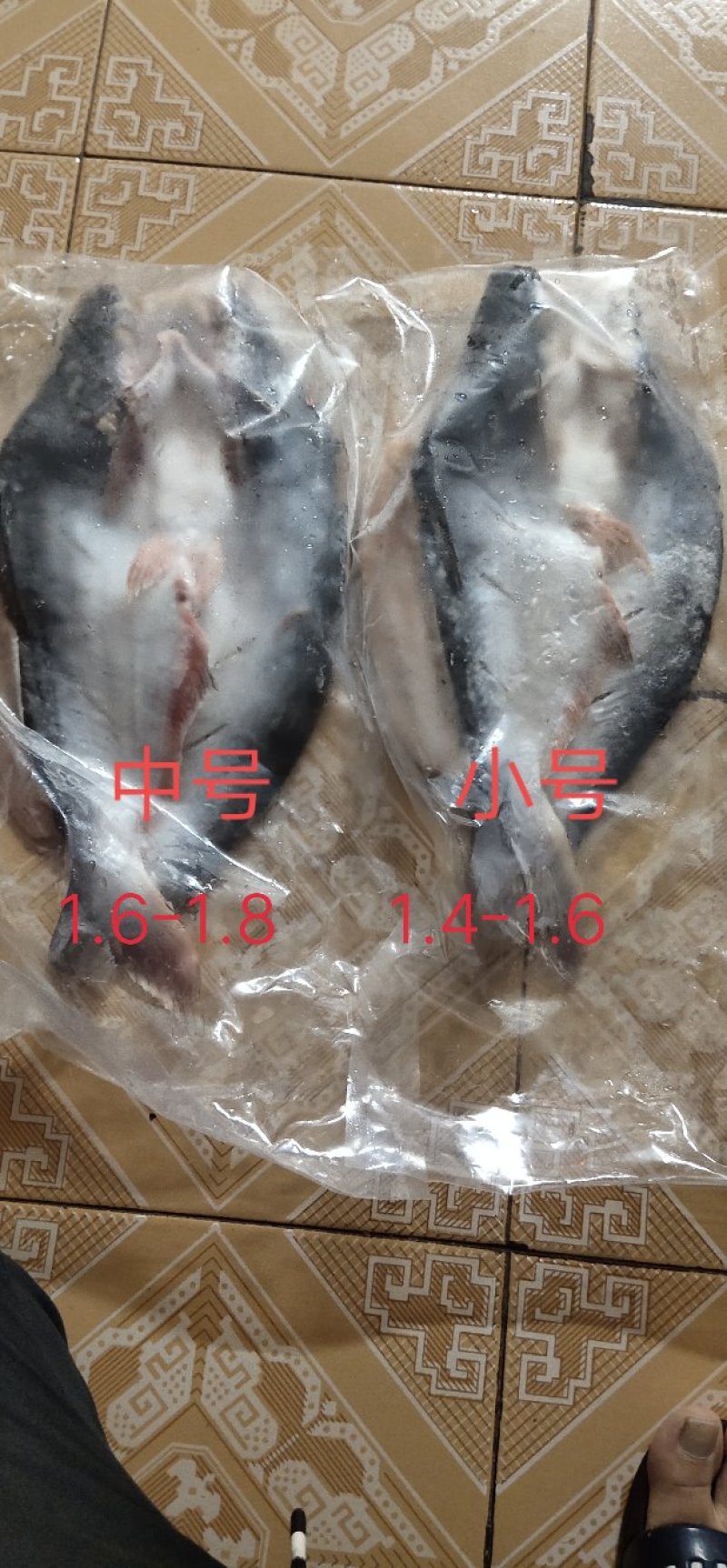 厂家直销（湄公鱼）