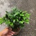 热手盆栽_竹柏盆栽观叶植物四季常青花卉绿植盆景