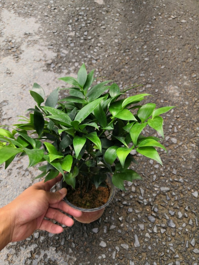 热手盆栽_竹柏盆栽观叶植物四季常青花卉绿植盆景