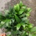 热手盆栽_竹柏盆栽观叶植物四季常青花卉绿植盆景
