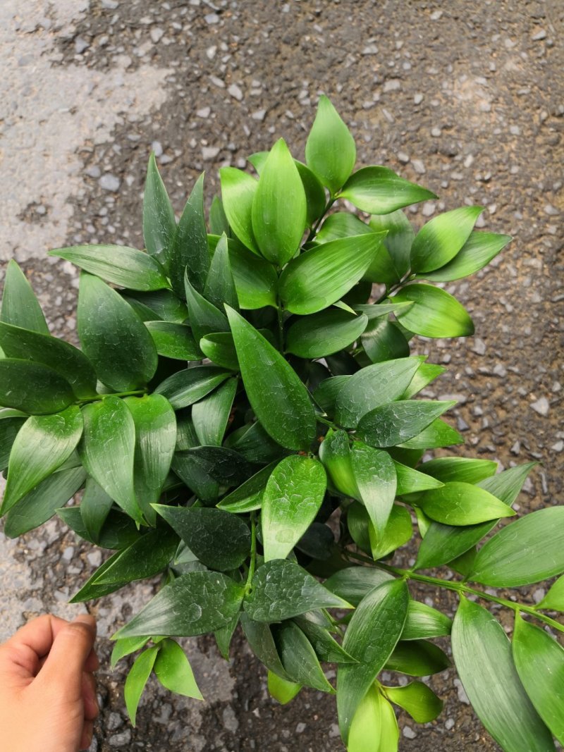 热手盆栽_竹柏盆栽观叶植物四季常青花卉绿植盆景