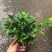 热手盆栽_竹柏盆栽观叶植物四季常青花卉绿植盆景