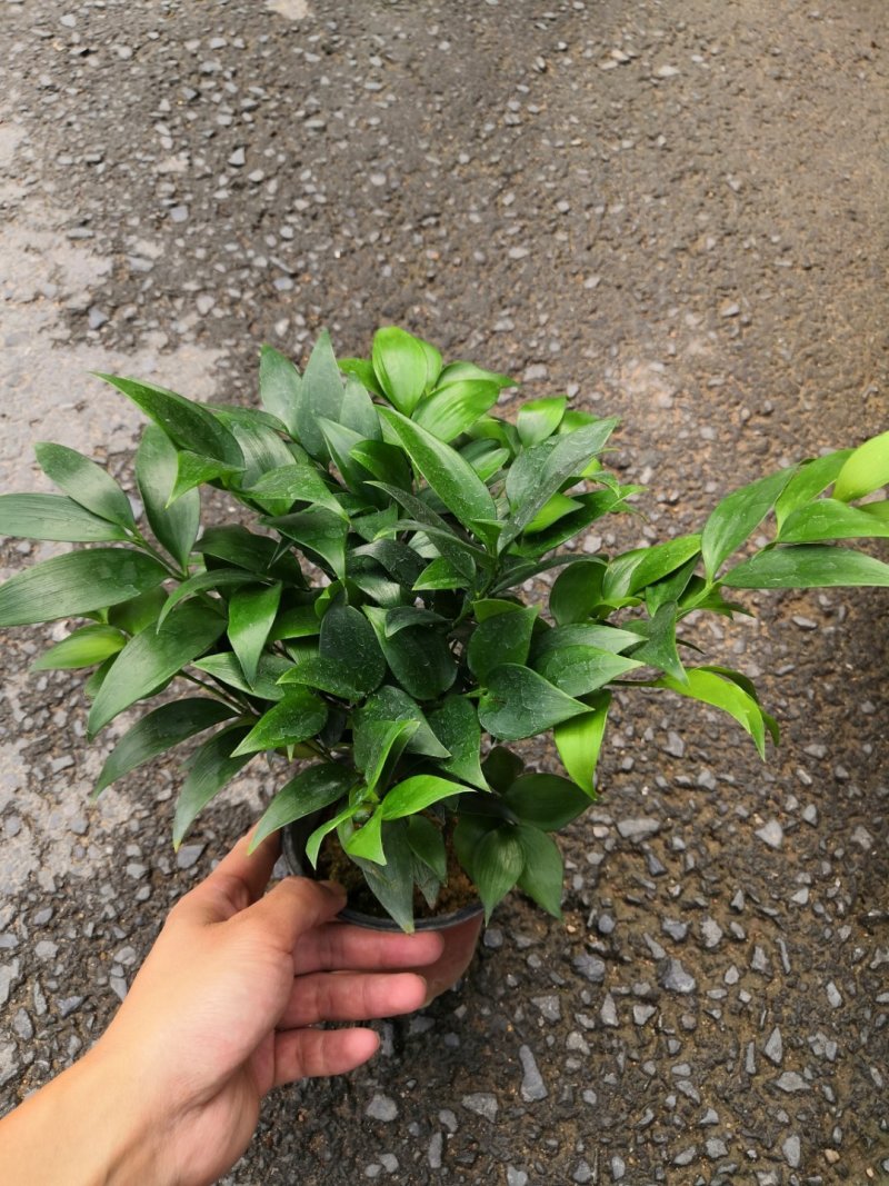 热手盆栽_竹柏盆栽观叶植物四季常青花卉绿植盆景