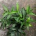 热手盆栽_竹柏盆栽观叶植物四季常青花卉绿植盆景
