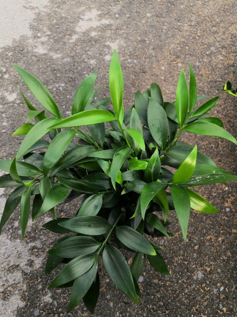 热手盆栽_竹柏盆栽观叶植物四季常青花卉绿植盆景