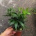 热手盆栽_竹柏盆栽观叶植物四季常青花卉绿植盆景