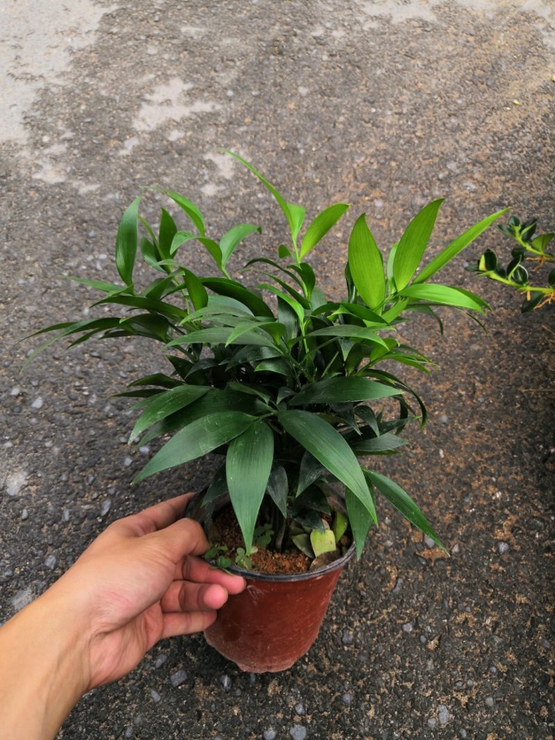 热手盆栽_竹柏盆栽观叶植物四季常青花卉绿植盆景