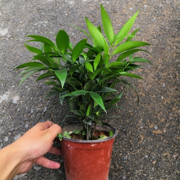 热手盆栽_竹柏盆栽观叶植物四季常青花卉绿植盆景