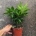 热手盆栽_竹柏盆栽观叶植物四季常青花卉绿植盆景