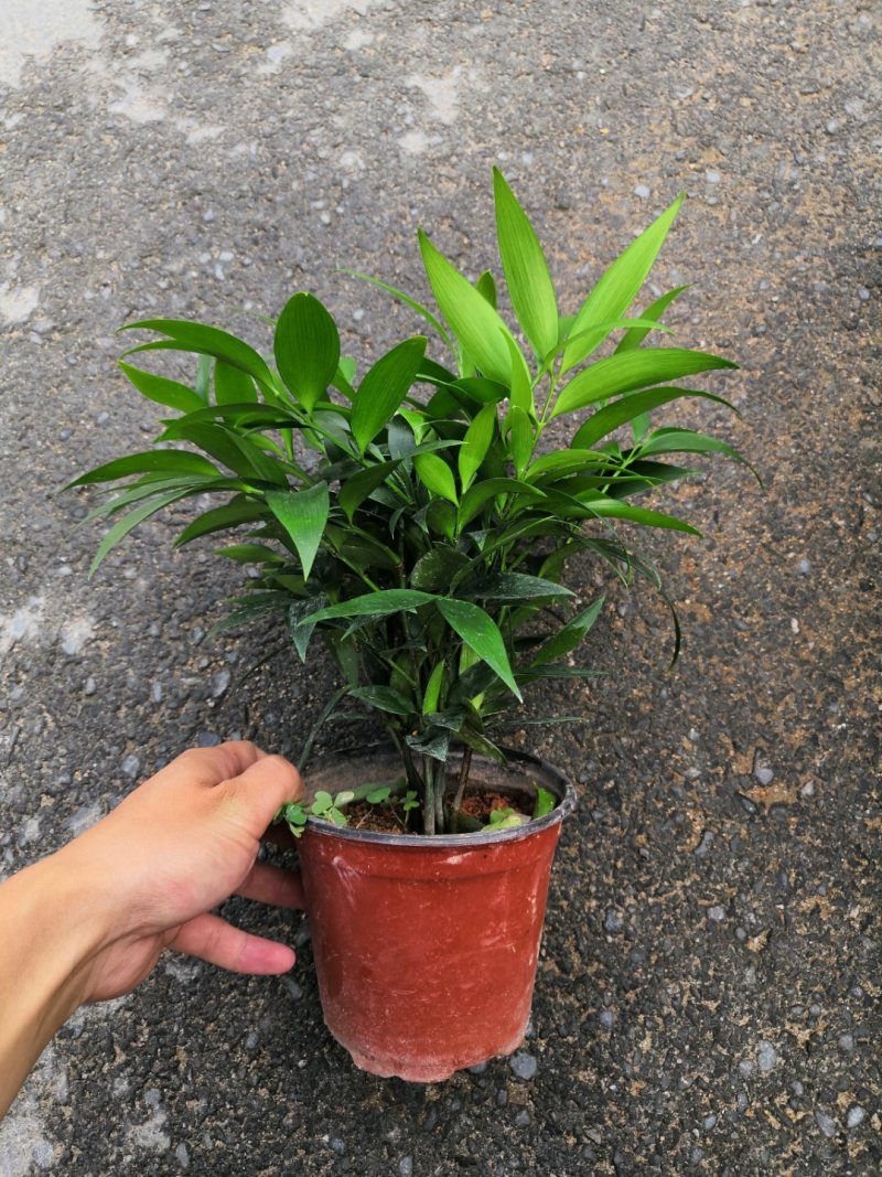 热手盆栽_竹柏盆栽观叶植物四季常青花卉绿植盆景