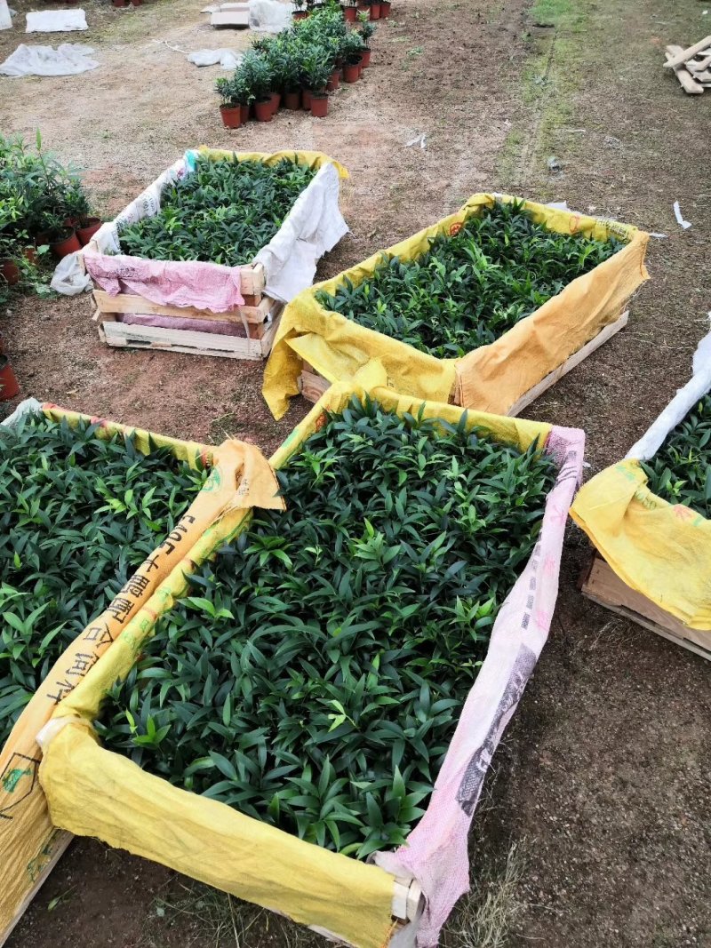 热手盆栽_竹柏盆栽观叶植物四季常青花卉绿植盆景