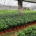 热手盆栽_竹柏盆栽观叶植物四季常青花卉绿植盆景